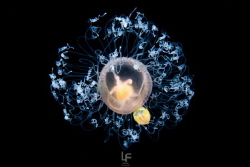 Immortal jelly fish by Liang Fu 
